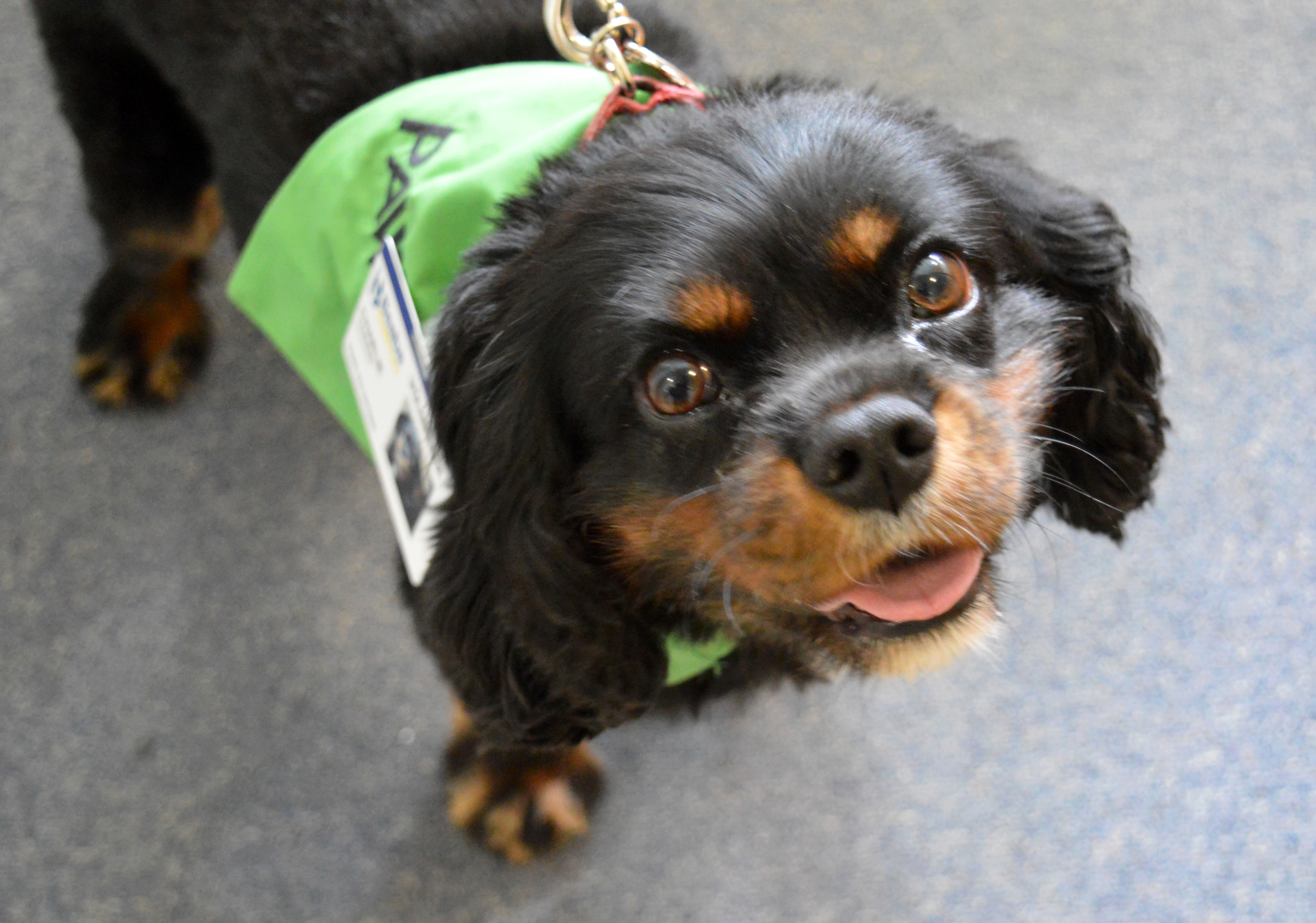 Charlie, a pet therapy dog at Beebe.